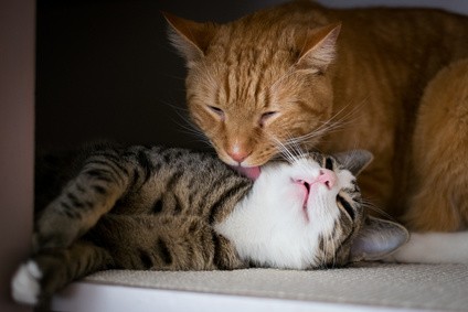 Erfolgreiche Zusammenführung: Nach ein paar Wochen werden die Katzen dicke Freunden.