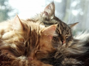 Am schönsten ist es zu zweit. Schenk deiner Katze einen Freund!