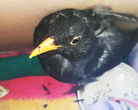 Katze hat Vogel verletzt – was tun?