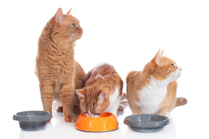 Katzen am Futternapf: Ein hoher Rand am Napf schmerzt beim Fressen.