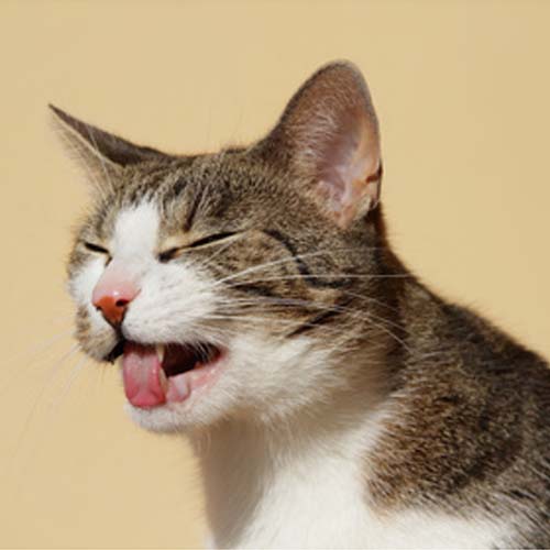 Erbrechen bei Katzen - wann musst du zum Tierarzt?