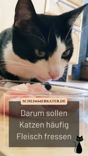 Katze frisst Fleisch im Napf