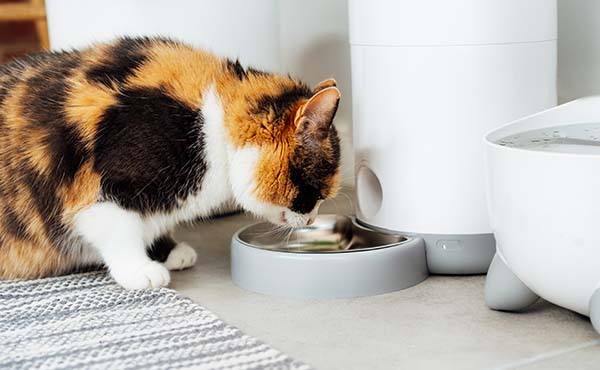 Katze mit Futterautomat