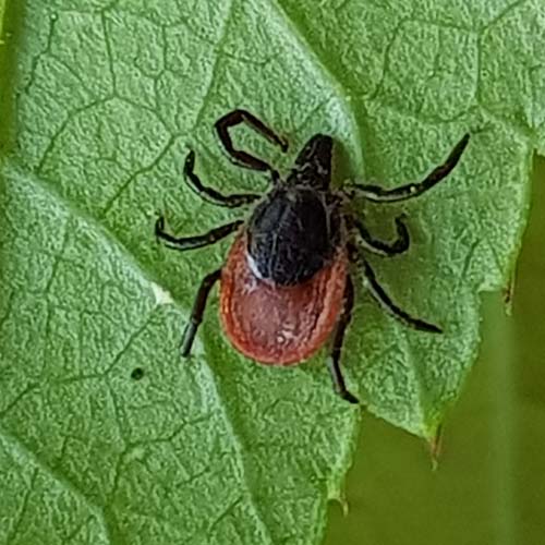Zecke "Gemeiner Holzbock" auf einem Blatt.