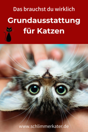 Junge Katze