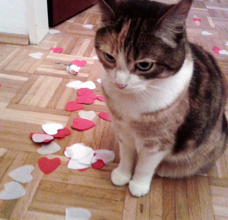 Die Umstellung des Katzenstreus ist geschafft.