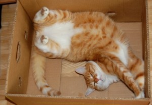 Katze in einem Karton