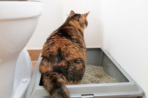 Katze in einem kleinen Katzenklo.