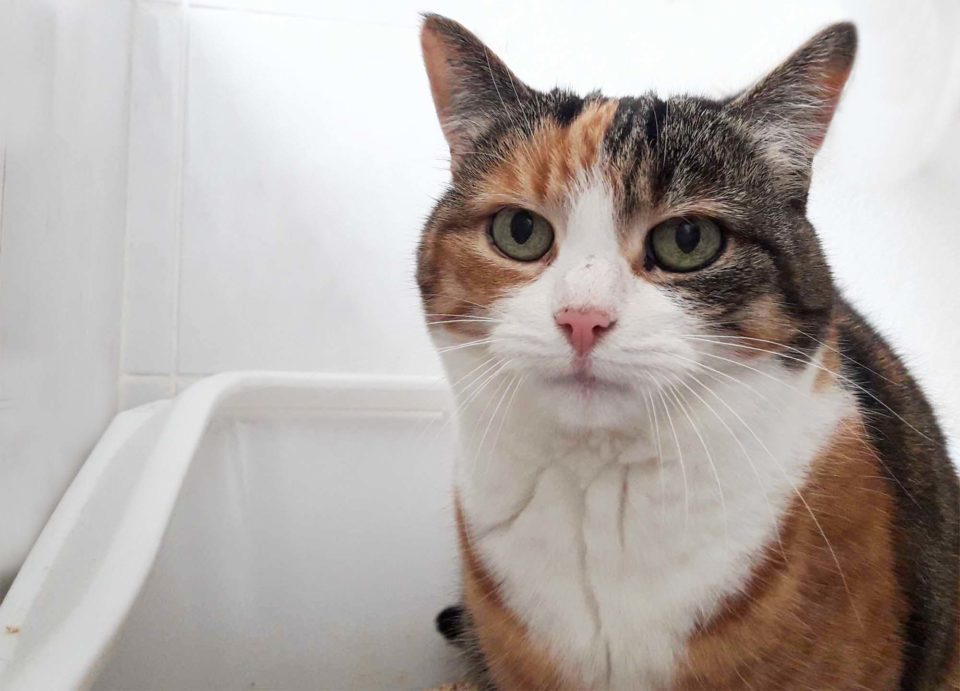 Katze mag neues Katzenstreu nicht.