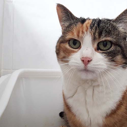 Katze nimmt neues Katzenstreu nicth an.