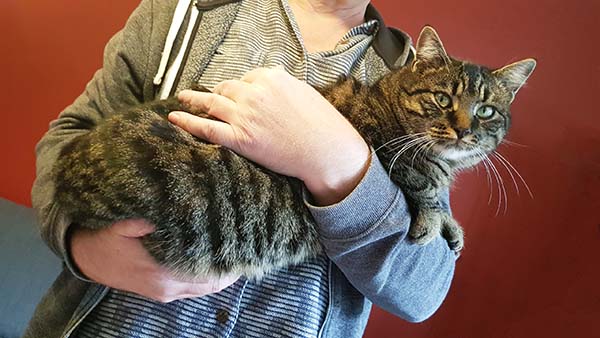 Katze auf dem Arm tragen