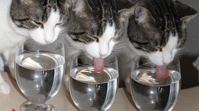 Katzen sollen viel trinken
