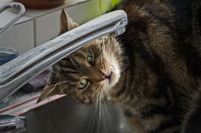 Katze trinkt aus dem Wasserhahn.