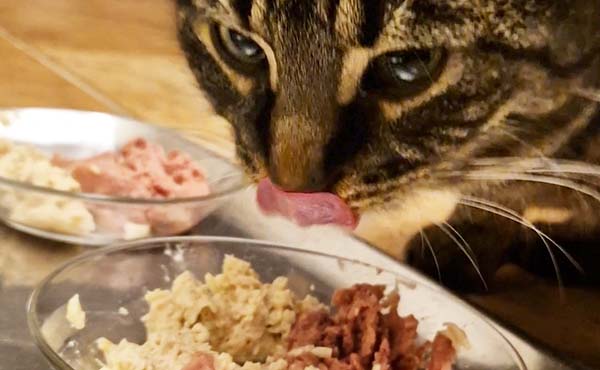 Kater Tiger frisst Katzenfleisch mit