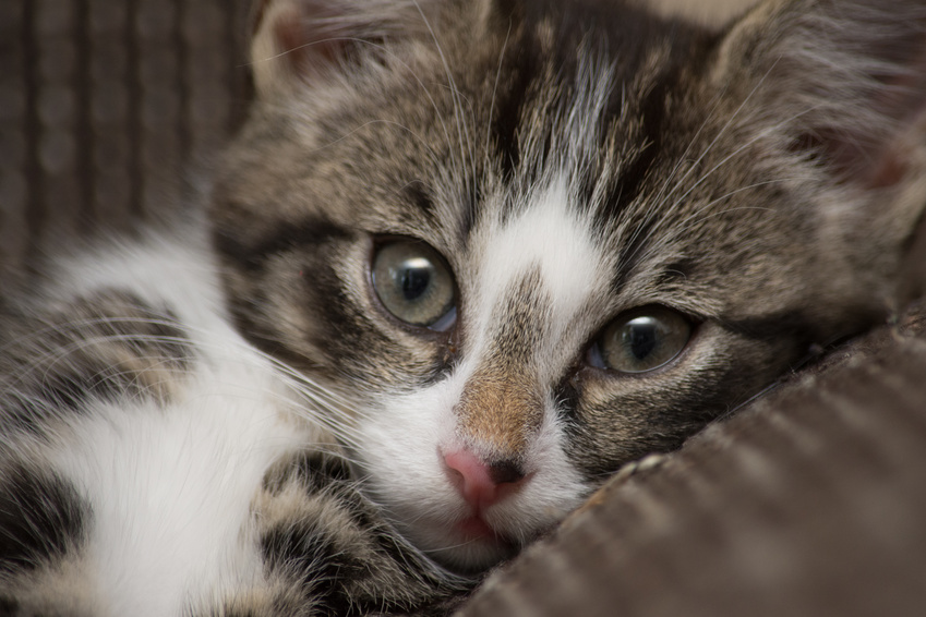 Katzenhaare entfernen von Teppich, Couch und Polster