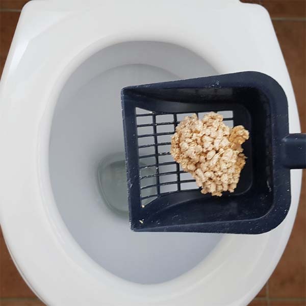 Katzenstreu in der Toilette entsorgen.