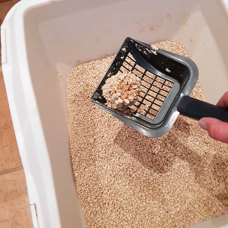 Katzenstreu in der Katzentoilette