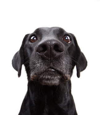 Keine Babysprache mit Hunden