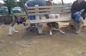 Mobbing unter Hunden: Der braune Hund versteckt sich unter der Bank.