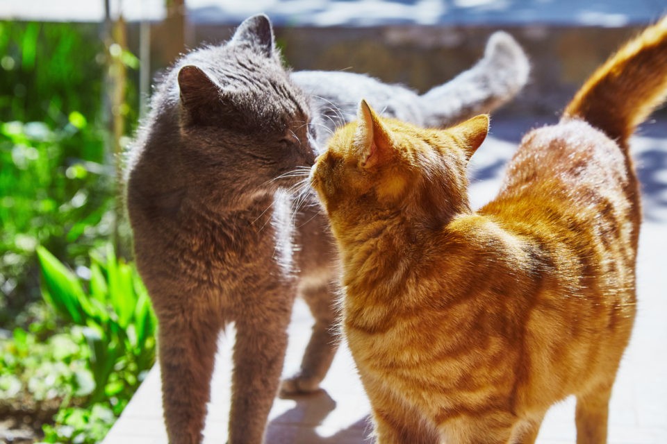 Nase an Nase, aber ohne Berührung: So begrüßen sich Katzen.