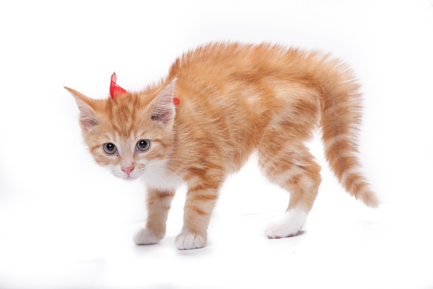 Ängstliche Katzen eingewöhnen Kleines Kätzchen mit Katzenbuckel, gesträubtes Fell und starrer Blick zur Gefahr.