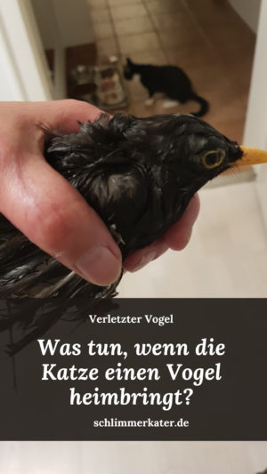 Verletzter Vogel