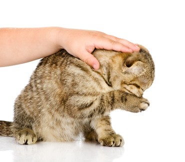 Katze wird gestreichelt. Beginnt sich die Katze zu putzen, bedeutet das: „Hör auf damit.“