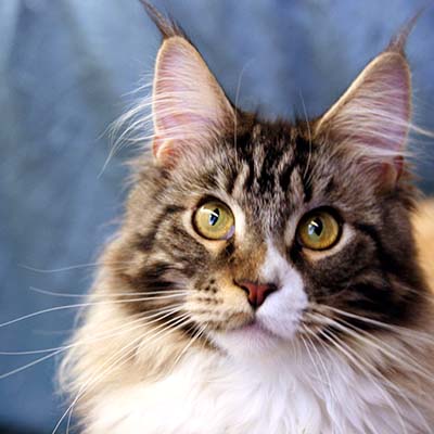 Was Katzen lieben: Zeit mit ihrem Menschen.