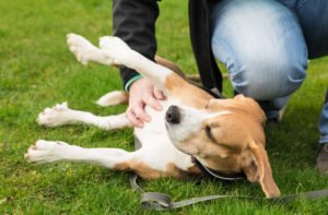 Mit Streicheln setzt du gegenüber anderen Hunden ein Zeichen.