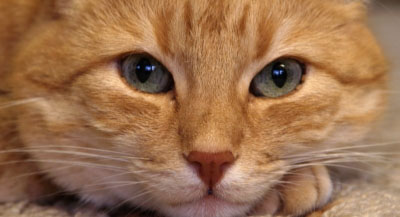 Der Katze ist langweilig