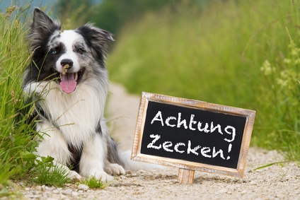 Hund liegt am Gras.