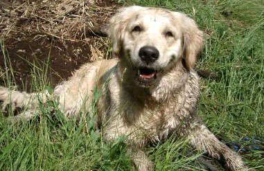 Wälzen im Schlamm - ist das schööööön!