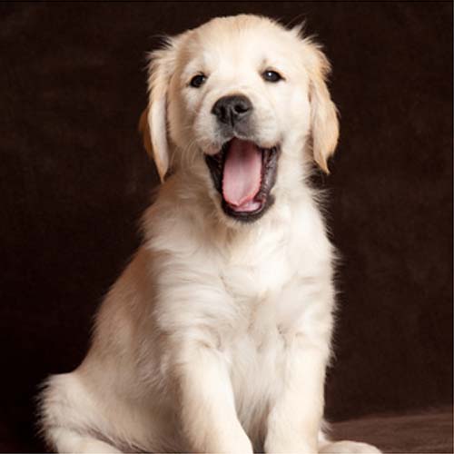 Warum du Hundewelpen nicht mit 8 Wochen von der Mutter trennen darfst.