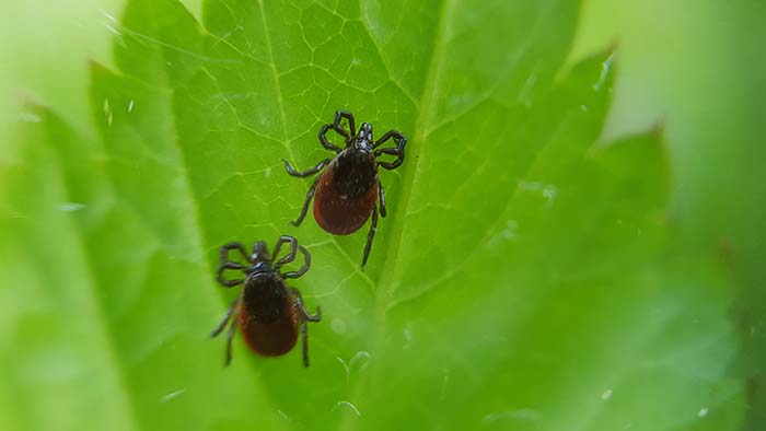 Der Gemeine Holzbock kommt in Deutschland auf häufigsten vor.